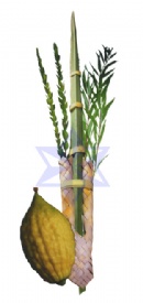 lulav.jpg